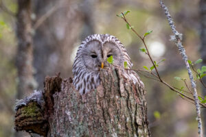 ural owl nest