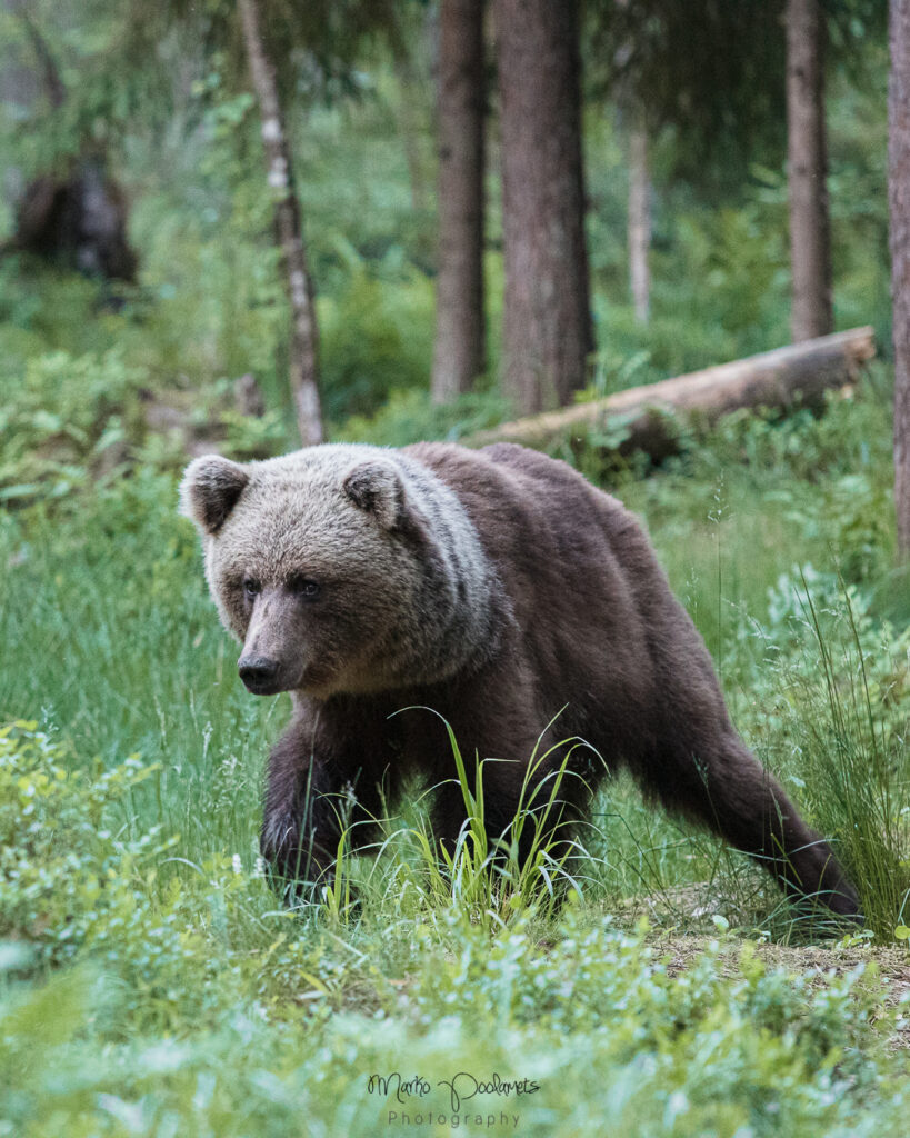 bear watching in estonia Archives - Capture Estonia Nature and ...