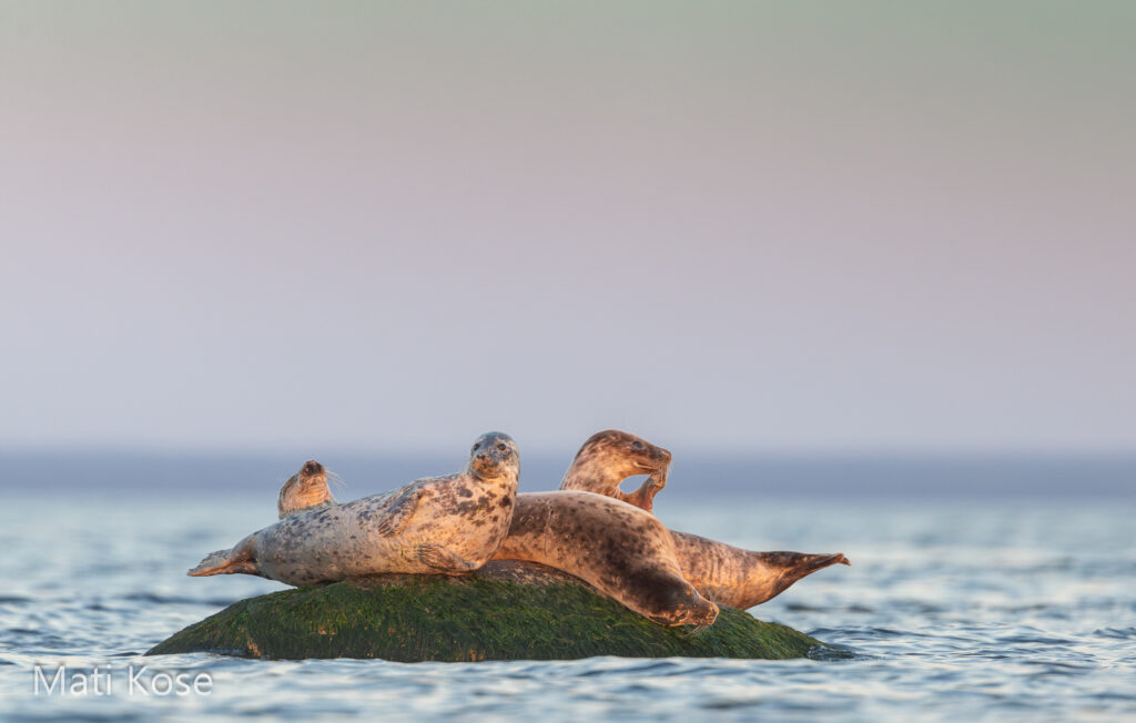 Seal Seabird watching and photography boat safari